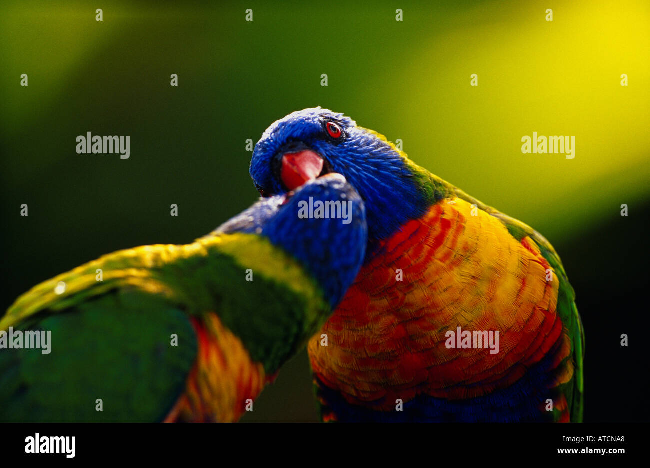 Regenbogen Lorikeets (Trichoglossus Haematodus) Balz Fütterung, Australien Stockfoto