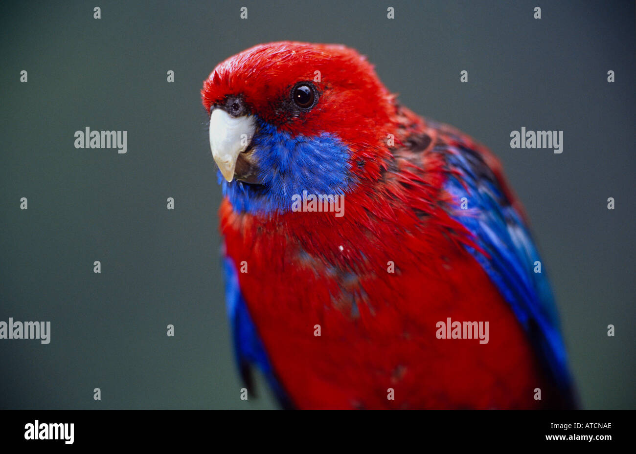 Australische King Parrot (Alisterus Scapularis) Stockfoto