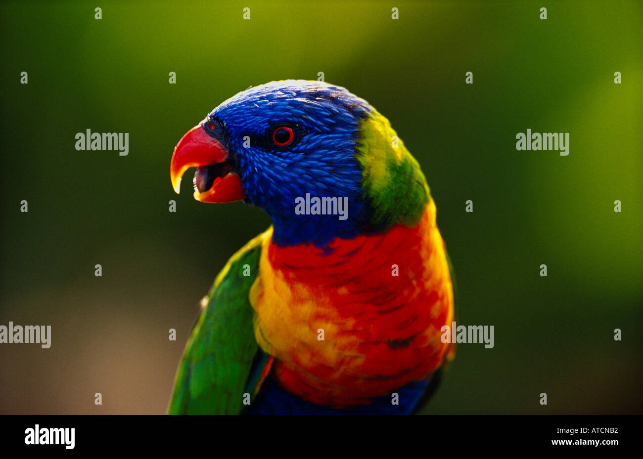 Regenbogen Lorikeet (Trichoglossus Haematodus), australischer Vogel Stockfoto