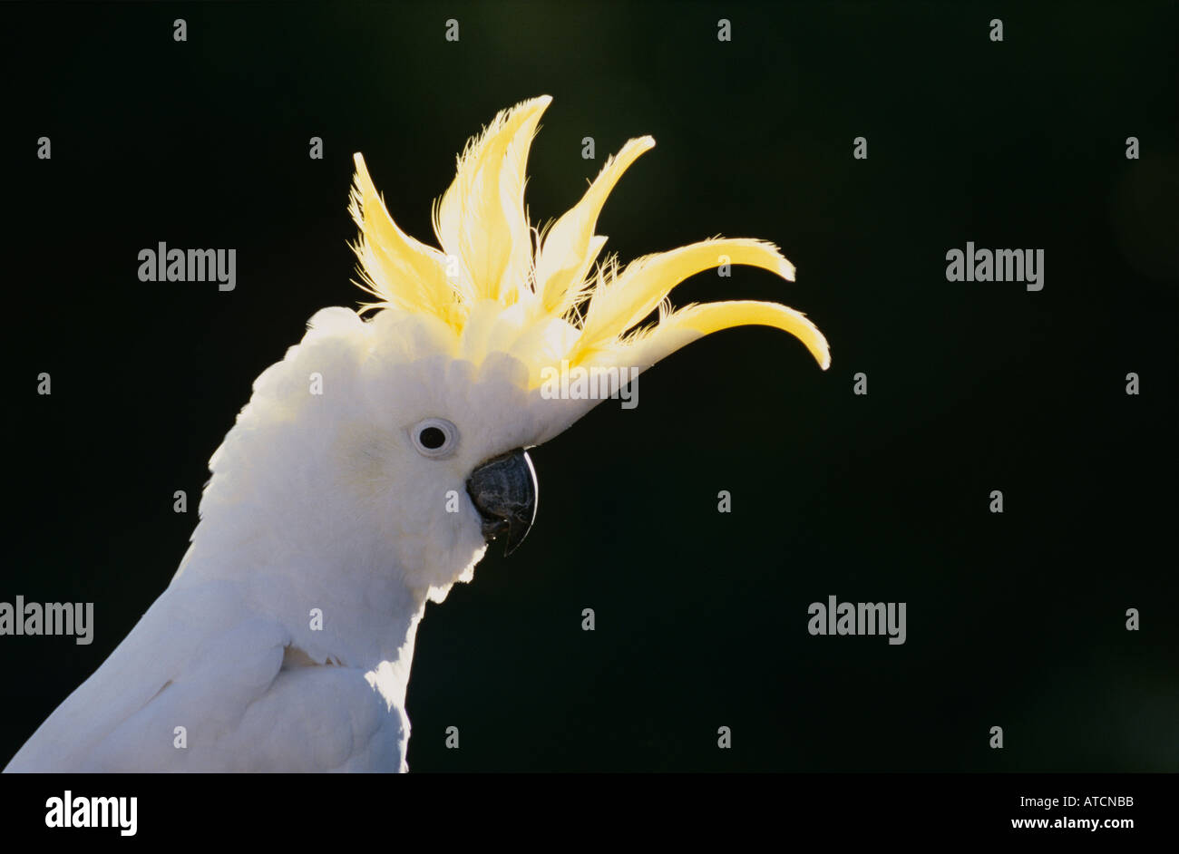 Australische Vogel Schwefel Crested Kakadu (Cacatua Galeritta) Stockfoto