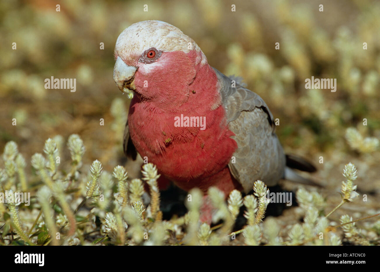 Rosakakadu (Cacatua Rosicapilla) Essen Samen, Australian Papagei Verwandte Vogel Stockfoto