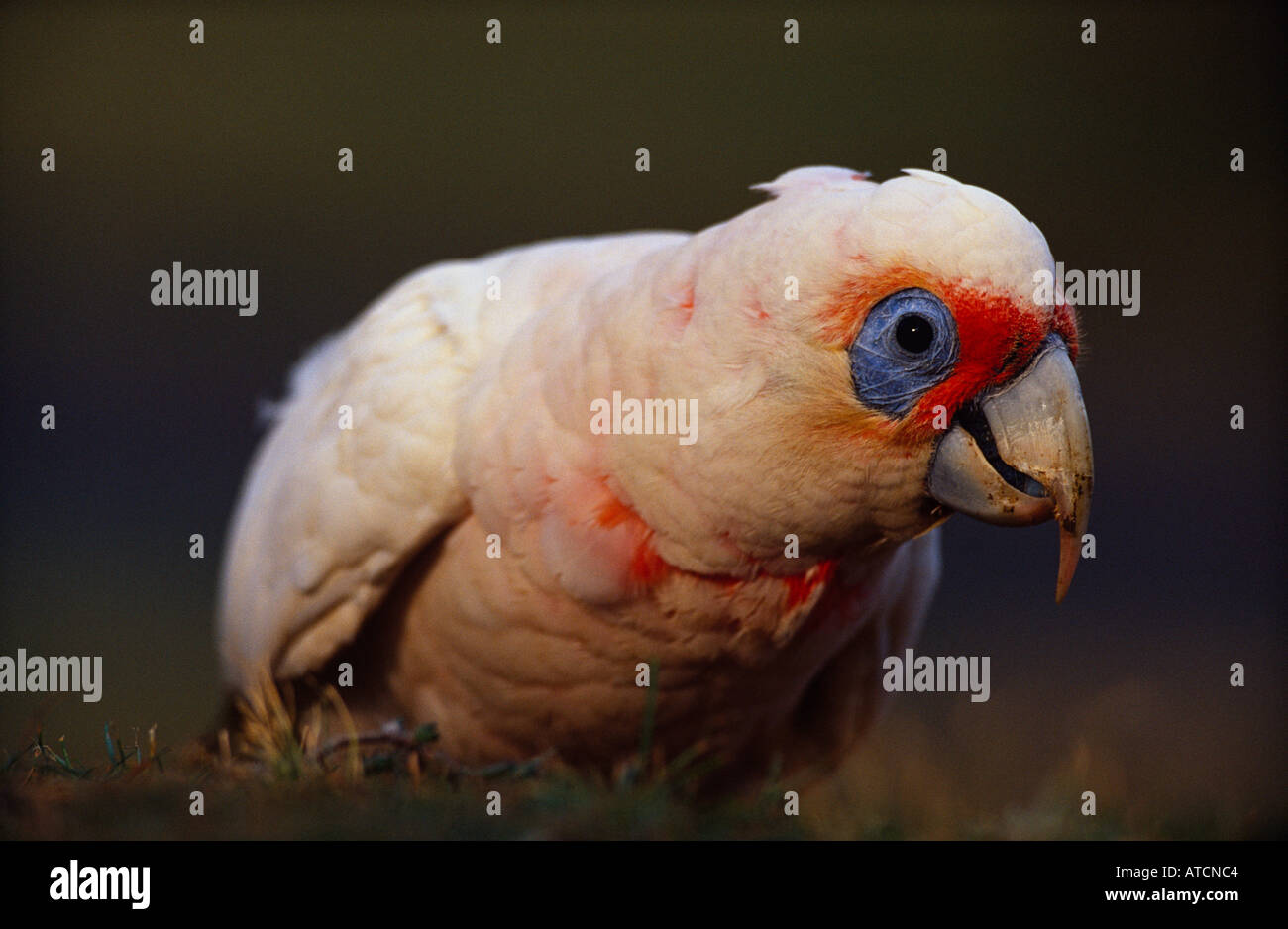 Lange in Rechnung gestellt Corella (Cacatua Tenuirostris) australischen Vogel Stockfoto