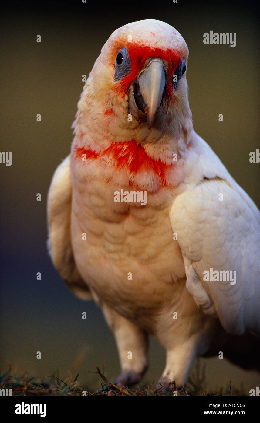Lange in Rechnung gestellt Corella (Cacatua Tenuirostris) australische Vögel Stockfoto