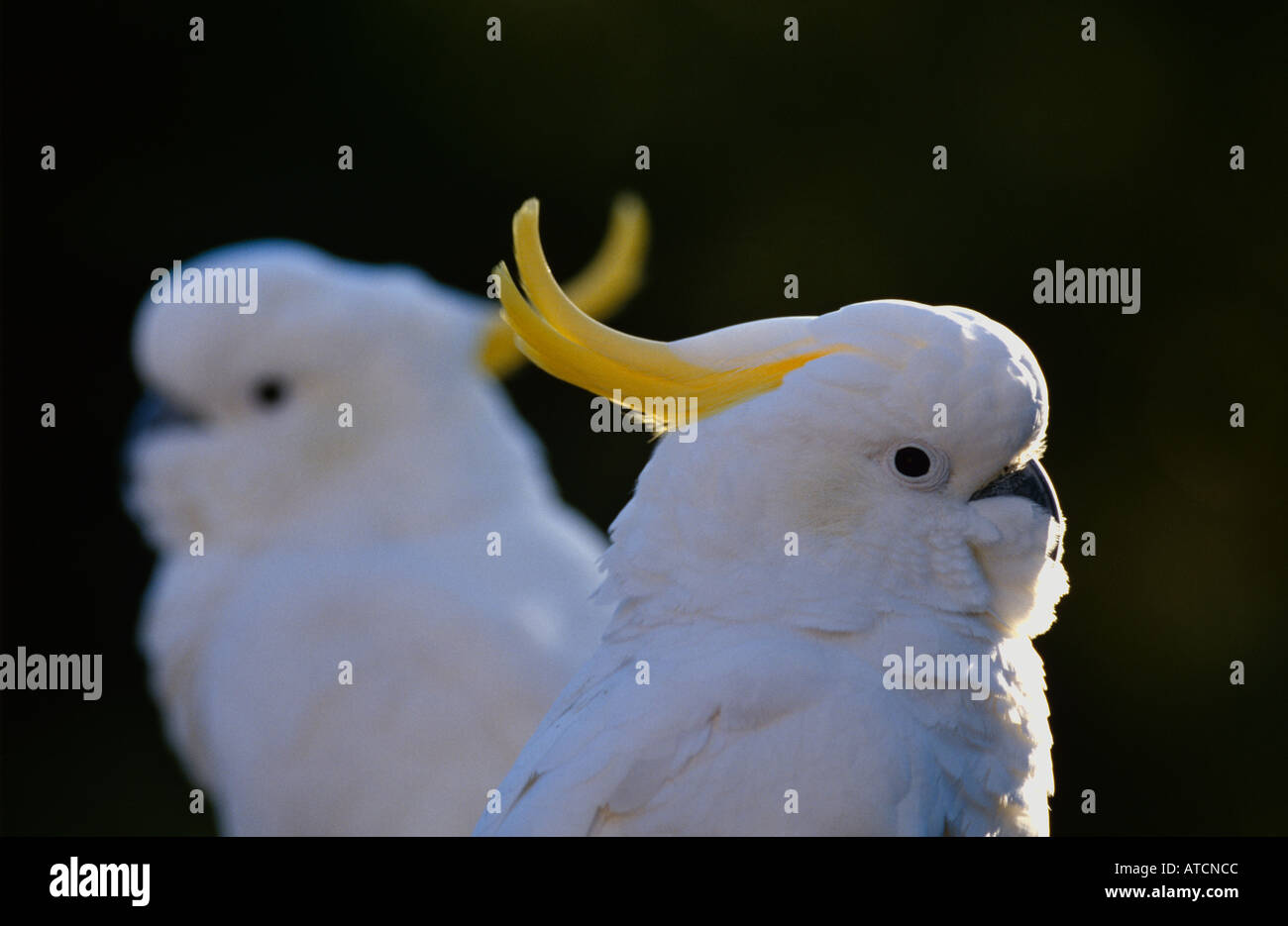 Schwefel Crested Kakadu (Cacatua Galeritta), australischer Vogel Stockfoto