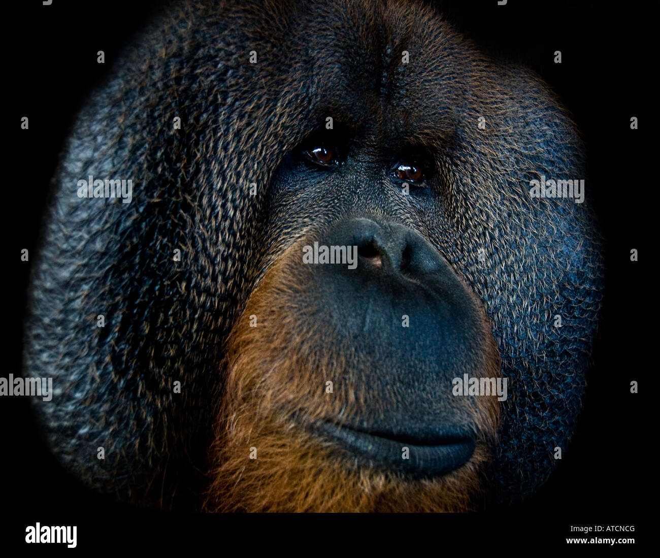 Pongo Pygmaeus Nahaufnahme Portrait trauriges würdevolles Gesicht Orangutan Gefangenschaft Zoo. Stockfoto