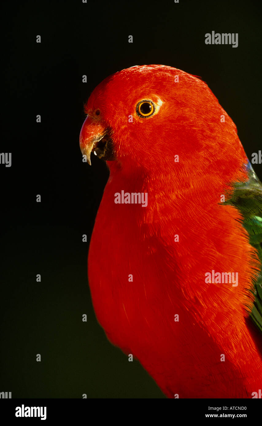 König Papagei (Alisterus Scapularis), Porträt des australischen Vogel Stockfoto