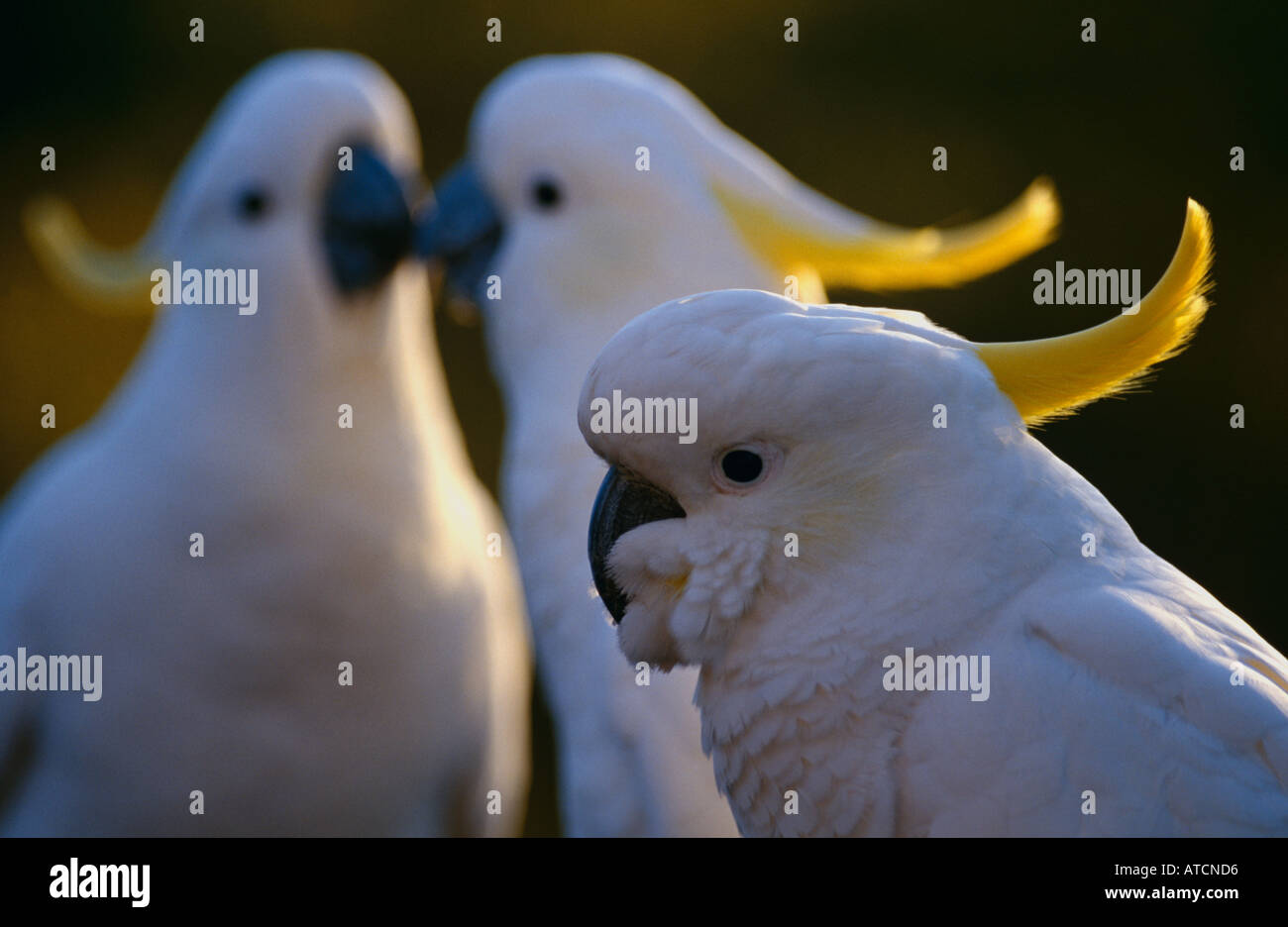 Schwefel Crested Kakadu (Cacatua Galeritta), Bird of Australia Stockfoto