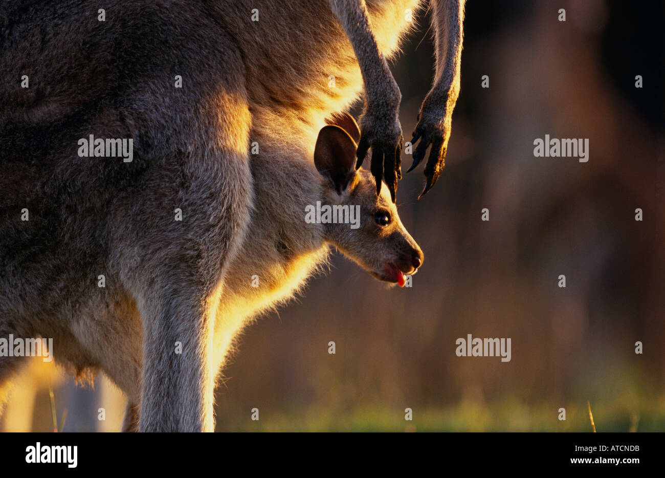Östliche graue Känguru (Macropus Giganteus) weiblich mit Joey, Australien Stockfoto