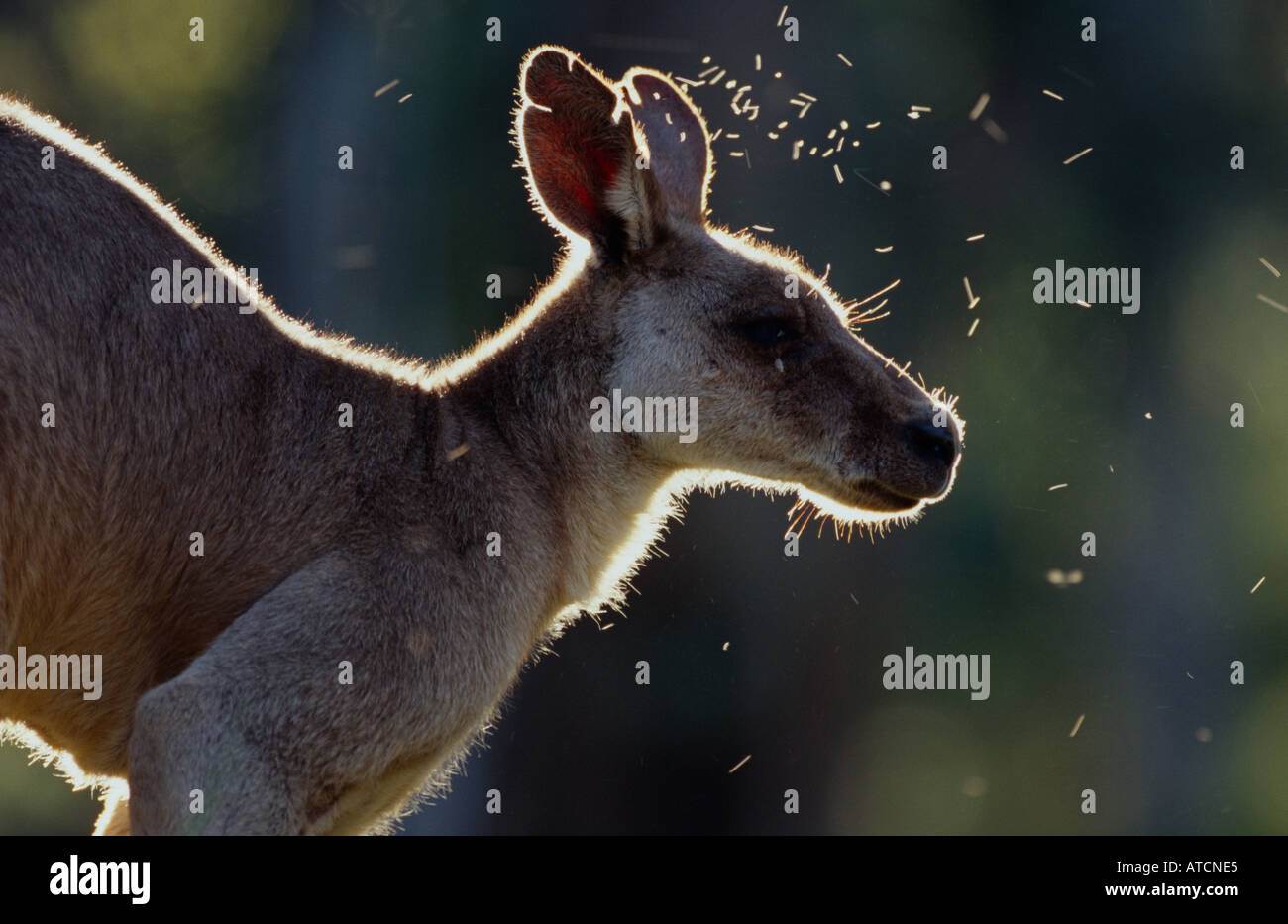 Östliche graue Känguru (Macropus Giganteus) mit fliegen, Australien Stockfoto