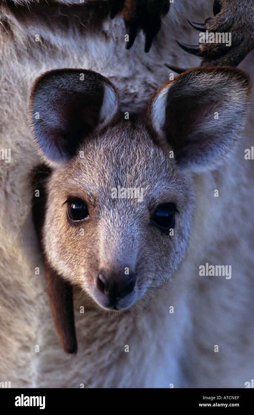 Östliche graue Joey (Macropus Giganteus) in Beutel, Australien Stockfoto