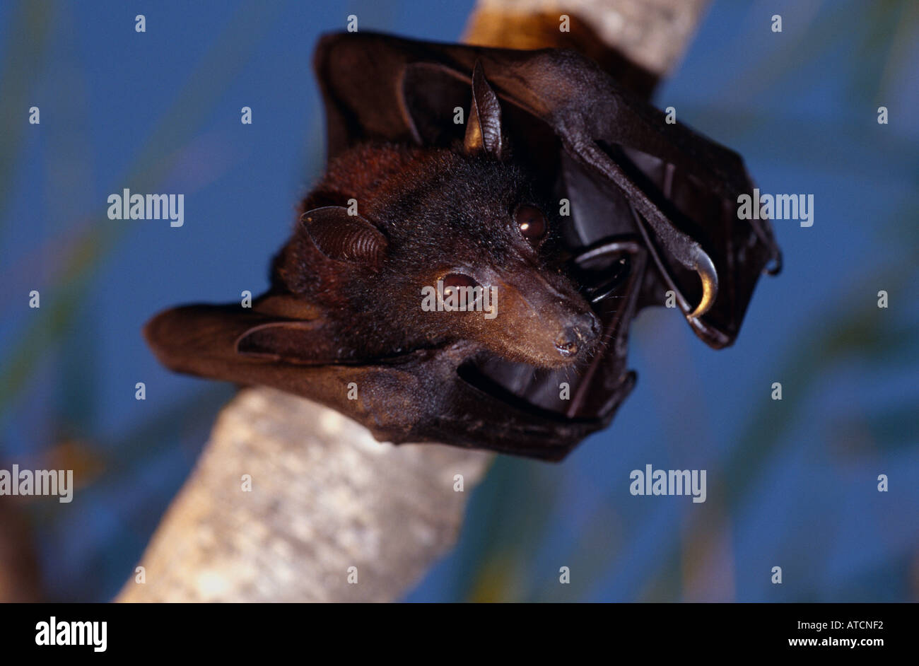 Kleine rote Flughund (Pteropus Scapulatus) Australien Stockfoto