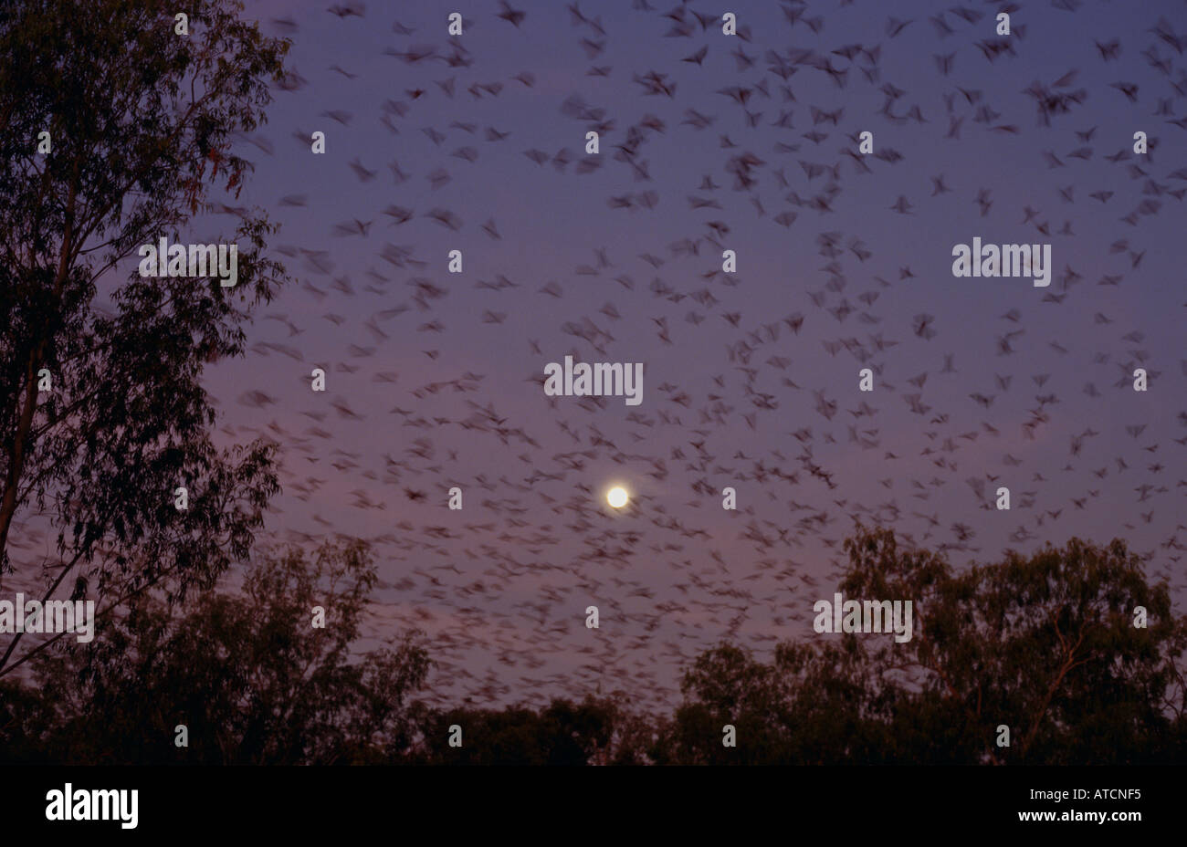 Flughunde verlassen Roost, Australien Stockfoto
