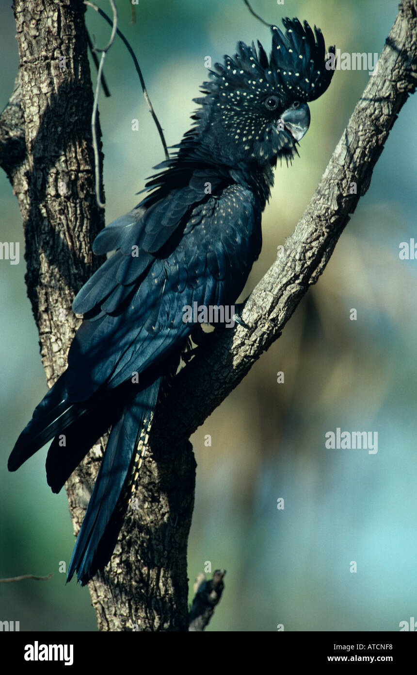 Red Tailed Black Cockatoo (Calyptorhynchus Banksii) Australien Stockfoto