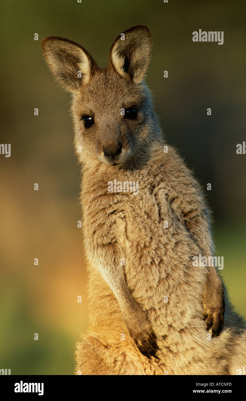 Red Necked Wallaby (Macropus Rufogriseus) Joey Stockfoto