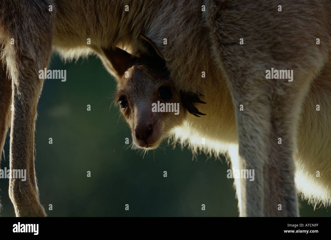 Red Necked Wallaby (Macropus Rufogriseus) Joey Stockfoto