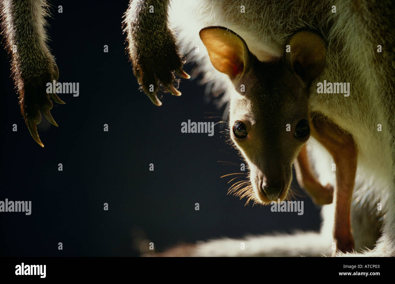 Red Necked Wallaby (Macropus Rufogriseus) Stockfoto