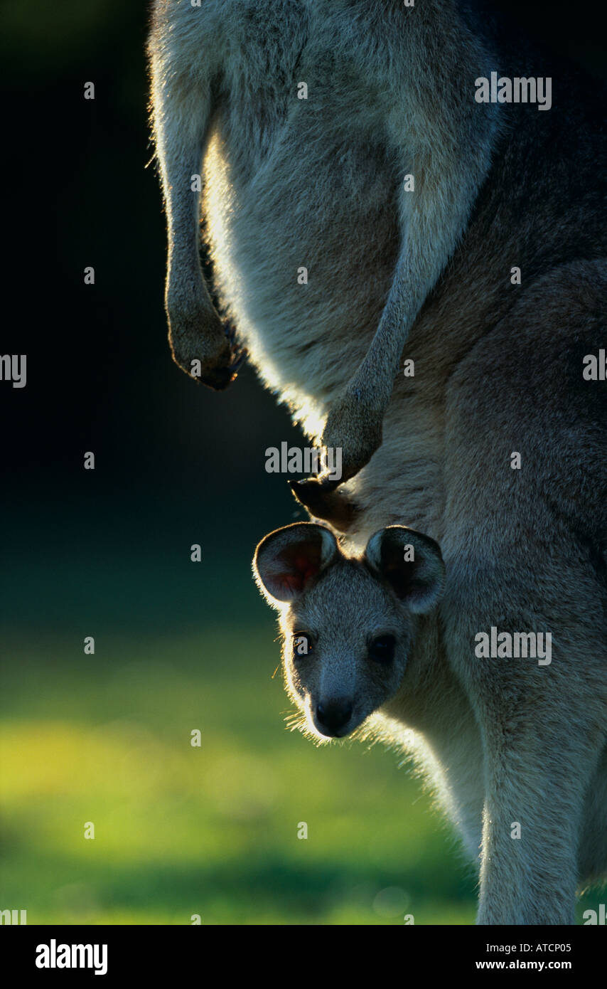 Baby östlichen graue Känguru (Macropus Giganteus) im Beutel der Mutter Stockfoto