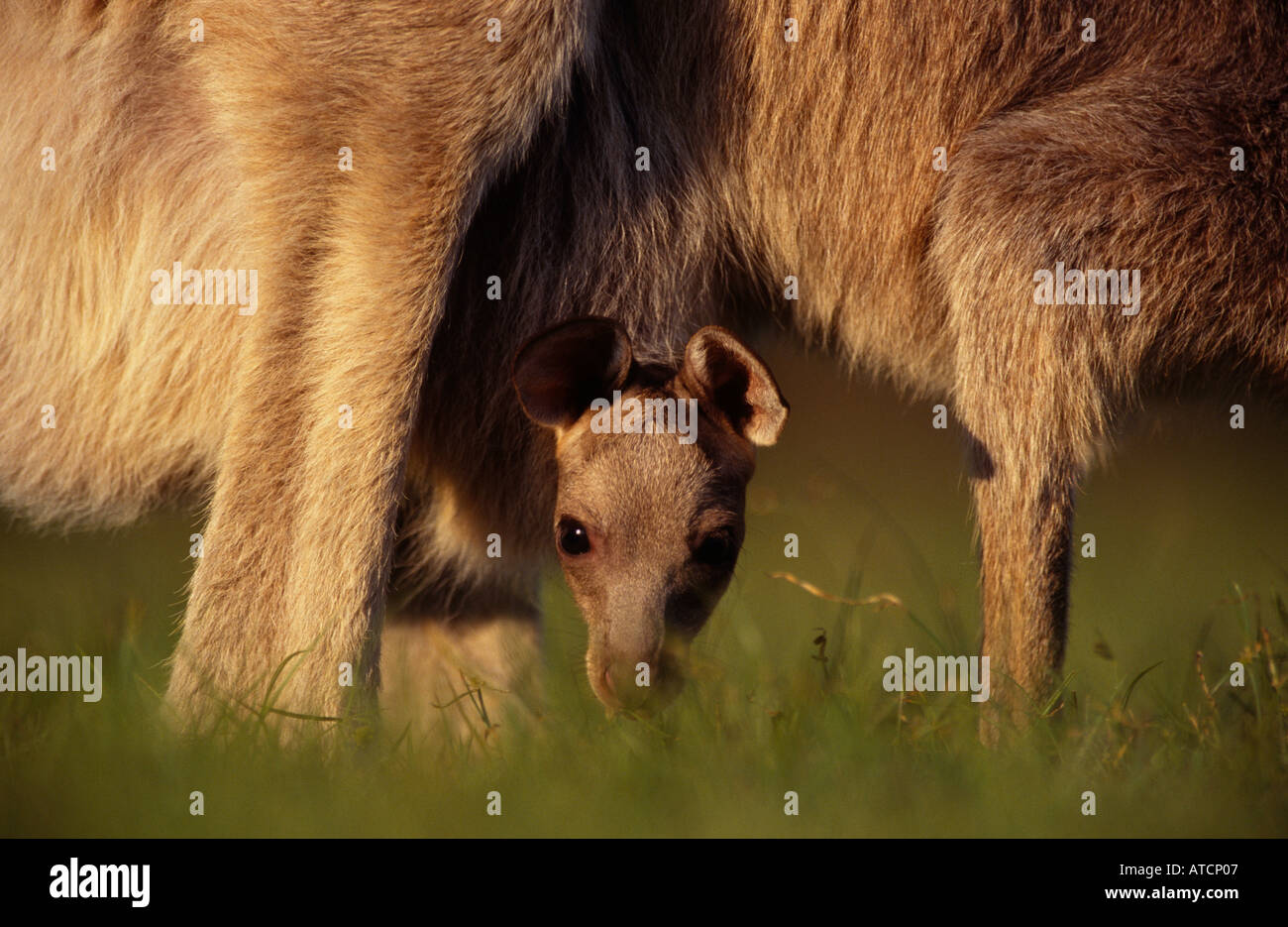 Baby-östliche graue Känguru (Macropus Giganteus) und Joey Stockfoto