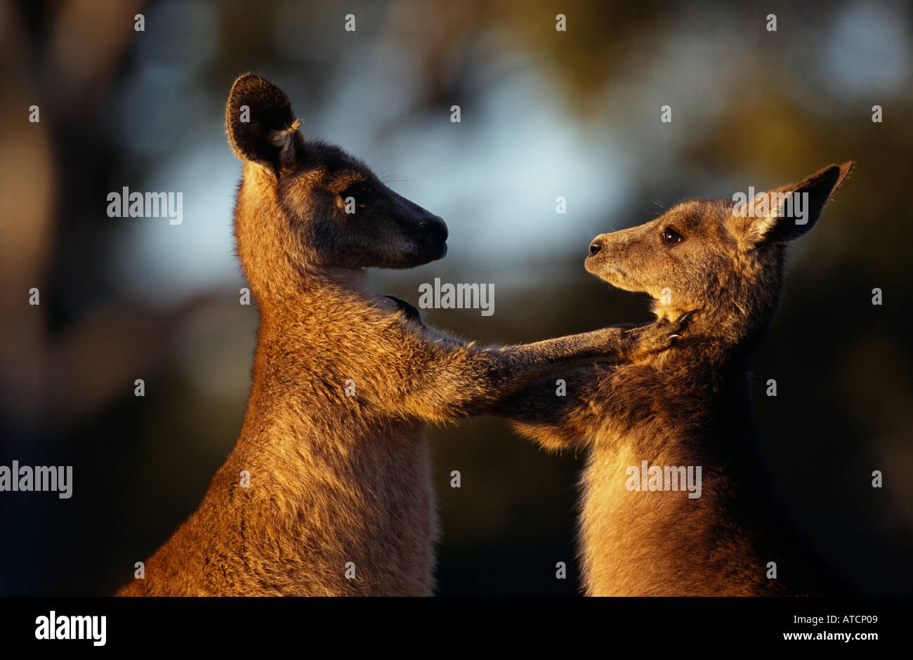 Baby östliche graue Kängurus (Macropus Giganteus) Fighting Stockfoto