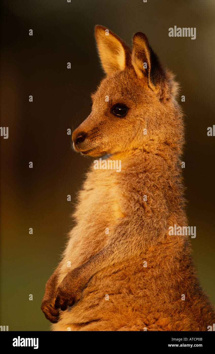 Red Necked Wallaby (Macropus Rufogriseus) Joey Stockfoto