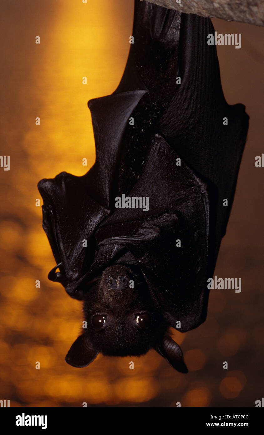 Kleine rote Flughund (Pteropus Scapulatus) Australian Stockfoto