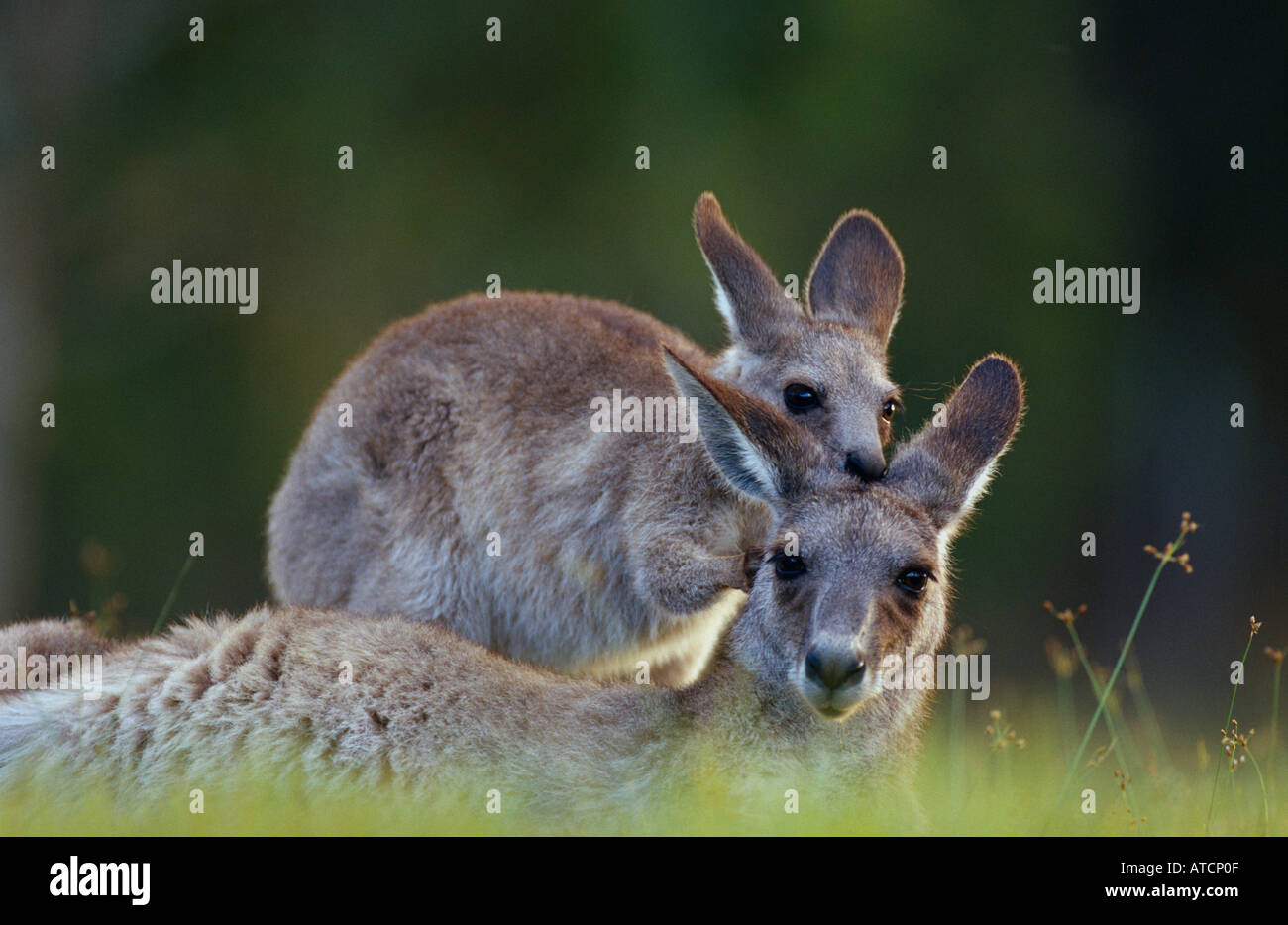 Östliche graue Känguru (Macropus Giganteus) und Joey Playing Stockfoto