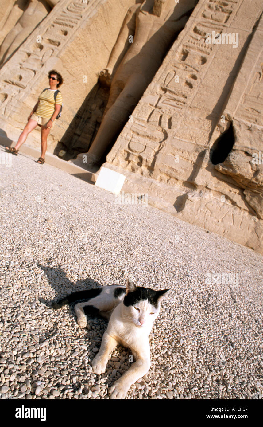 Eine Katze liegt direkt vor dem Tempel des Nefartari Abu Simbel Ägypten Stockfoto