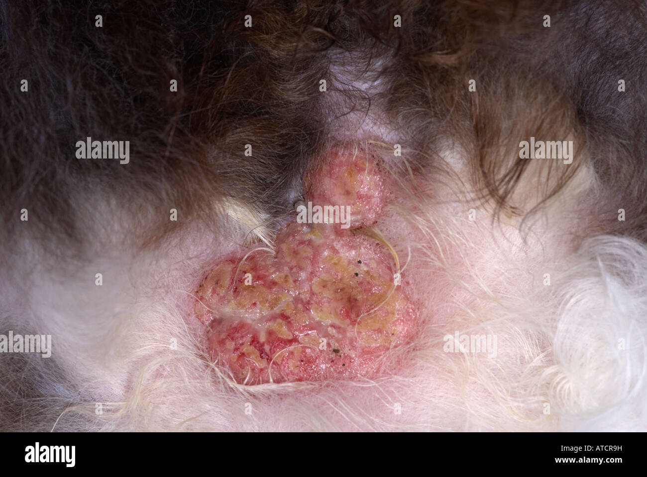 Elsinopholic Granulona auf einen Katzen-Bauch wegen Floh beißt Stockfoto