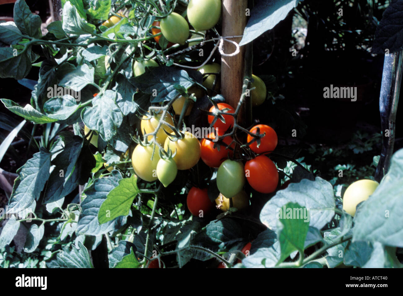 Tomaten wachsen in einem Land, Garten, Kampanien, Süditalien Stockfoto