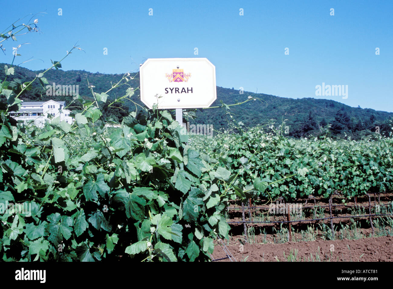 Syrah-Reben in einem Weingut in Sonoma Valley, Kalifornien, USA. Stockfoto