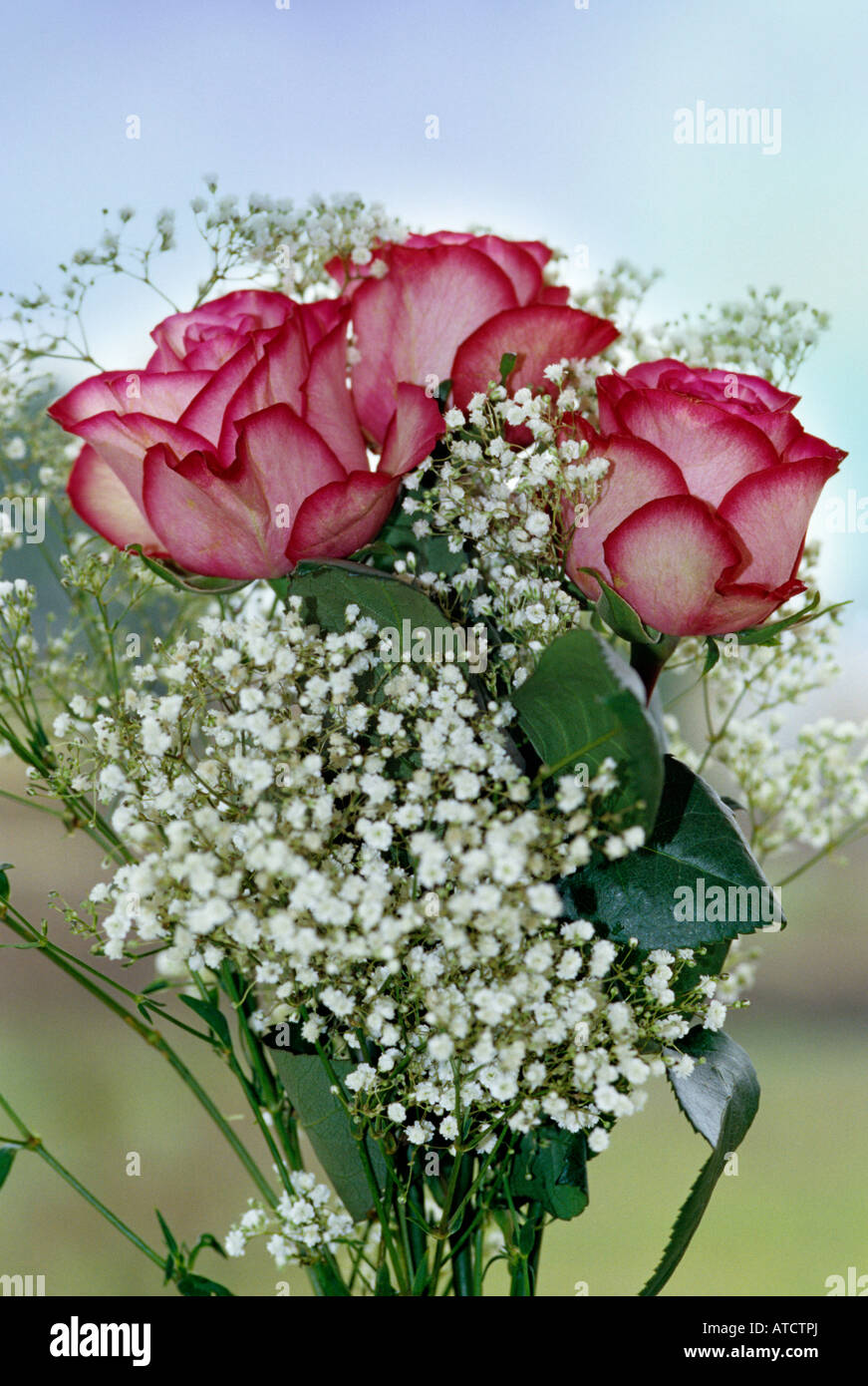 Ein Blumenstrauß mit rosa Rosen und weißen Schleierkraut Stockfotografie