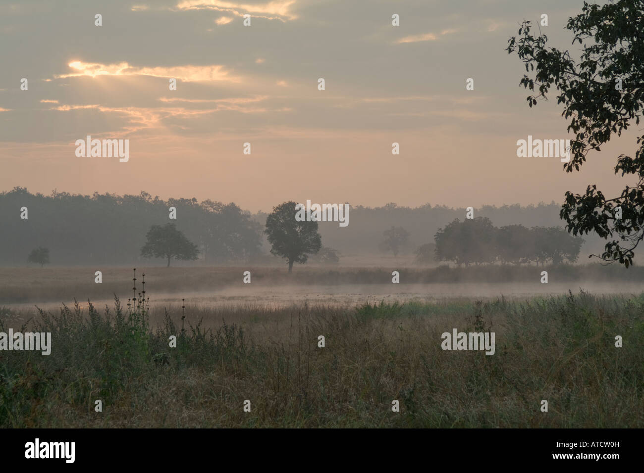 Kanha Nationalpark Stockfoto