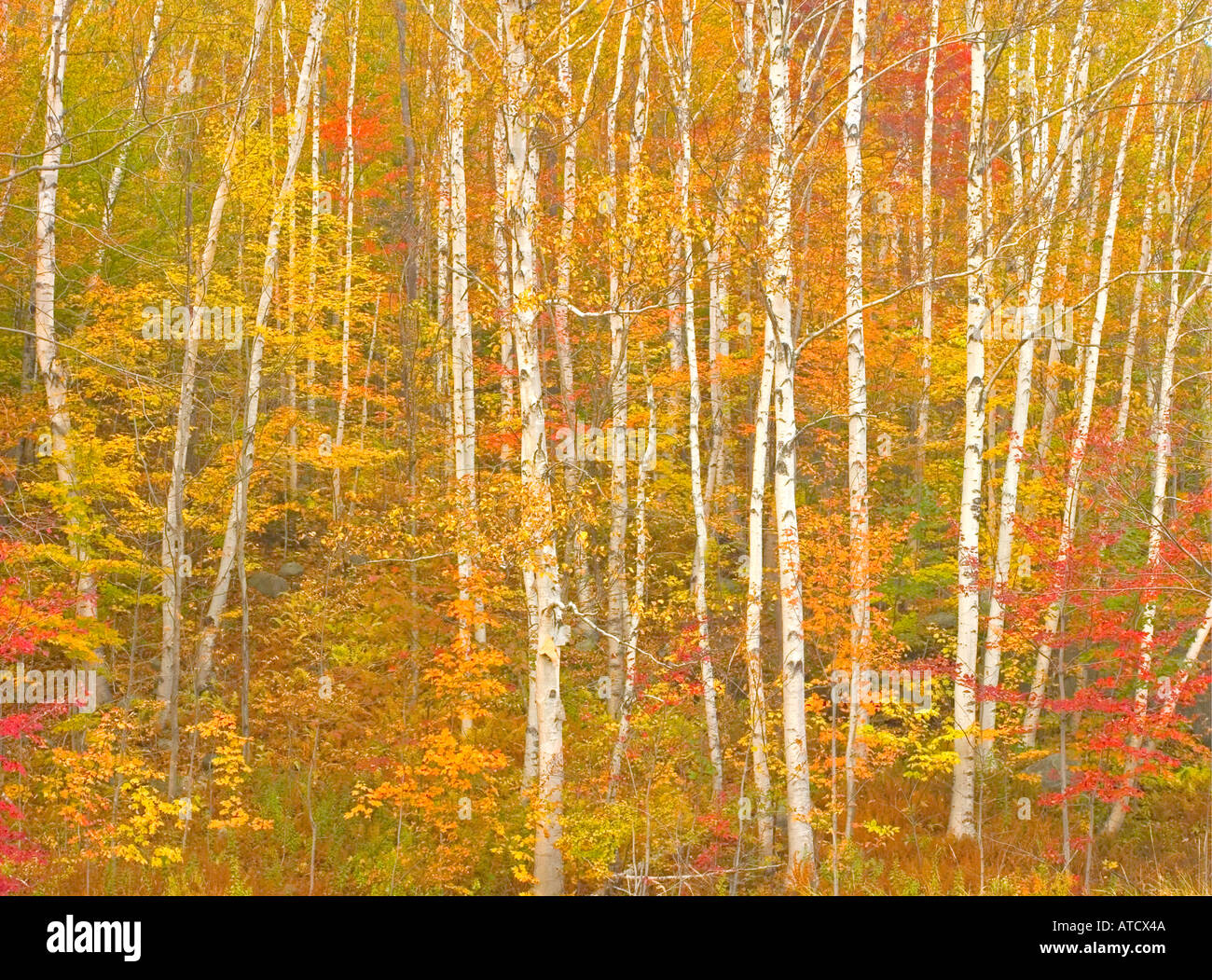 Herbst Farbe Grafton Notch State Park Maine, USA Stockfoto