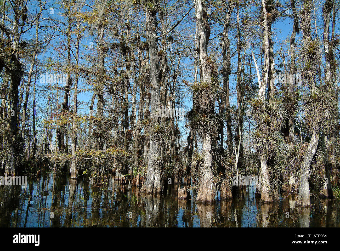 Zypressen wachsen in den National Park des Everglades, Florida Stockfoto