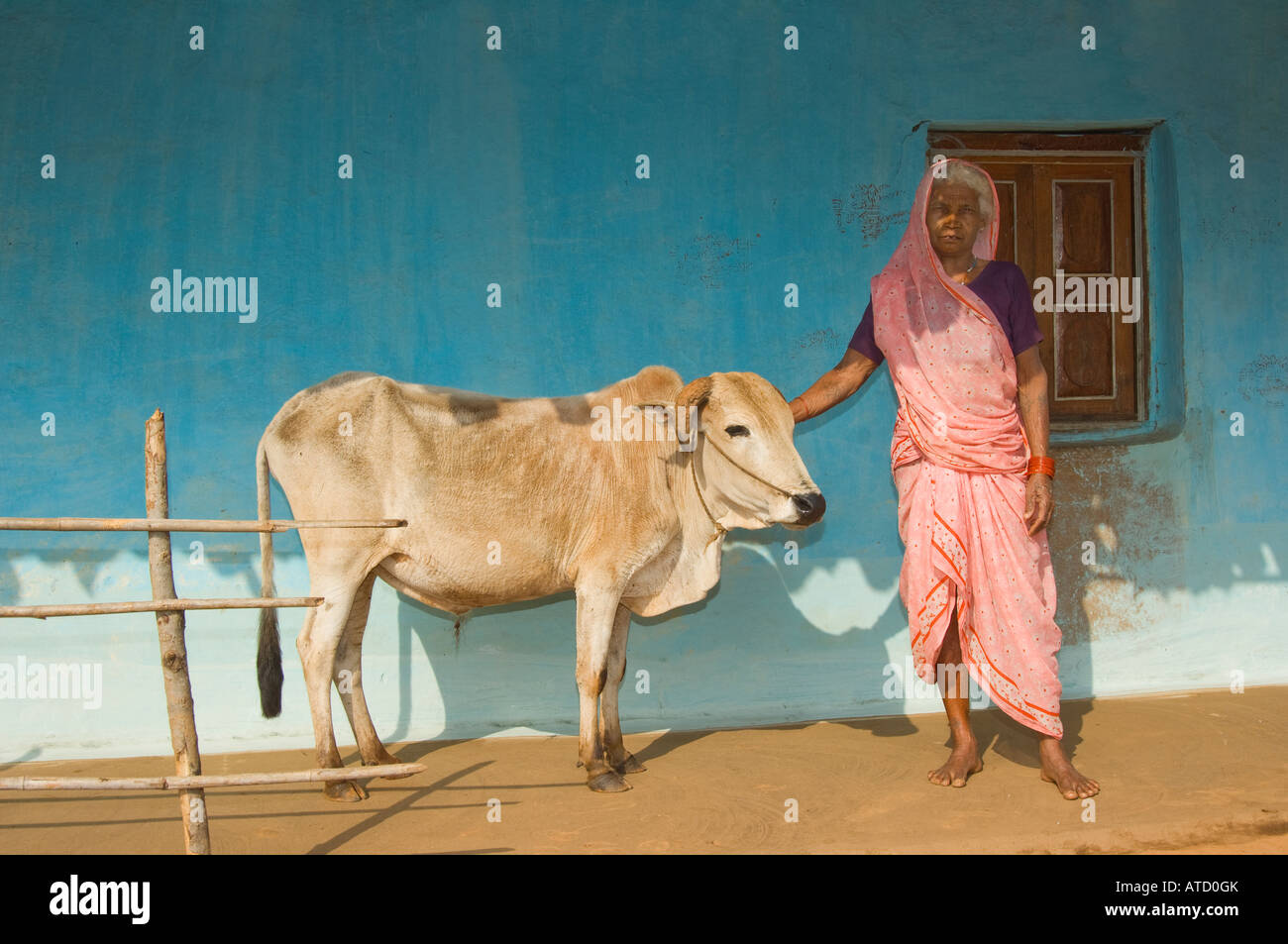 Indische Bauern Frau trägt einen rosa Kleid und hält eine Kuh vor einem blauen Haus Stockfoto