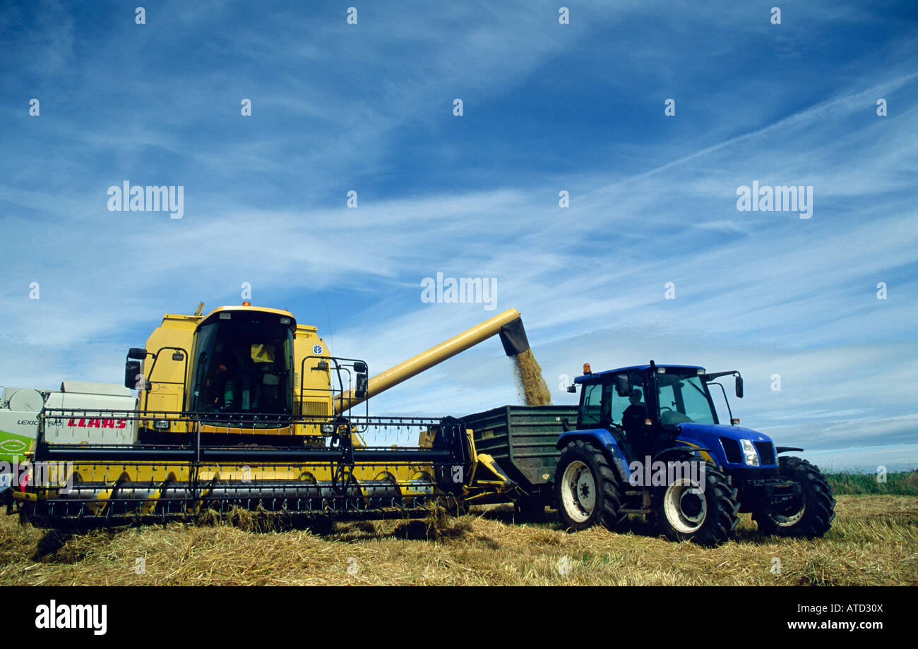 Gelbe New Holland kombinieren Füllung Anhänger mit Korn Cumbria Stockfoto