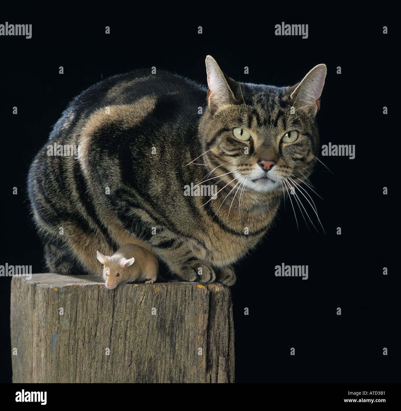 Tabby Katze und Maus Stockfoto