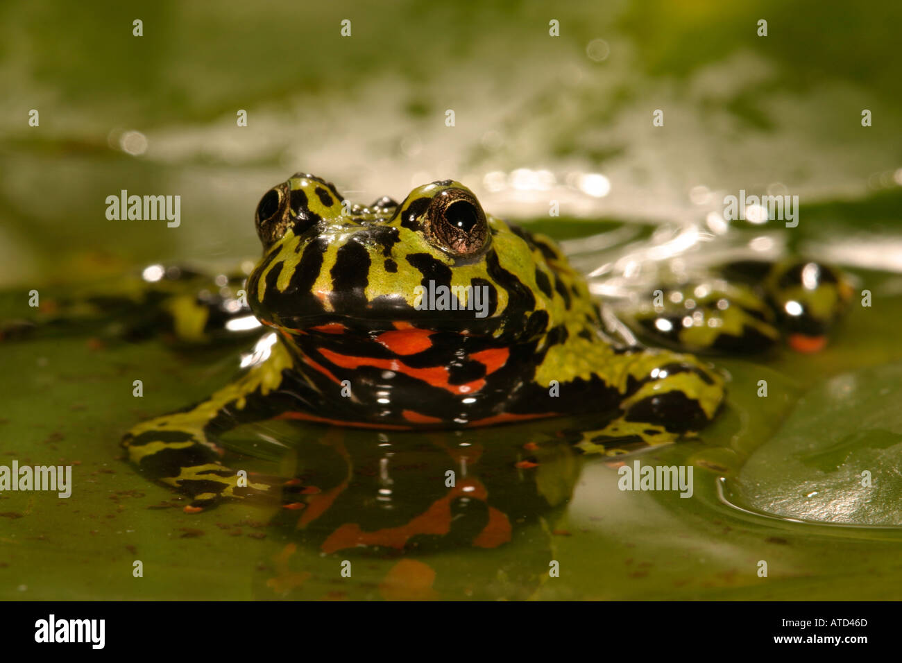 Feuer-Bellied Toad Stockfoto
