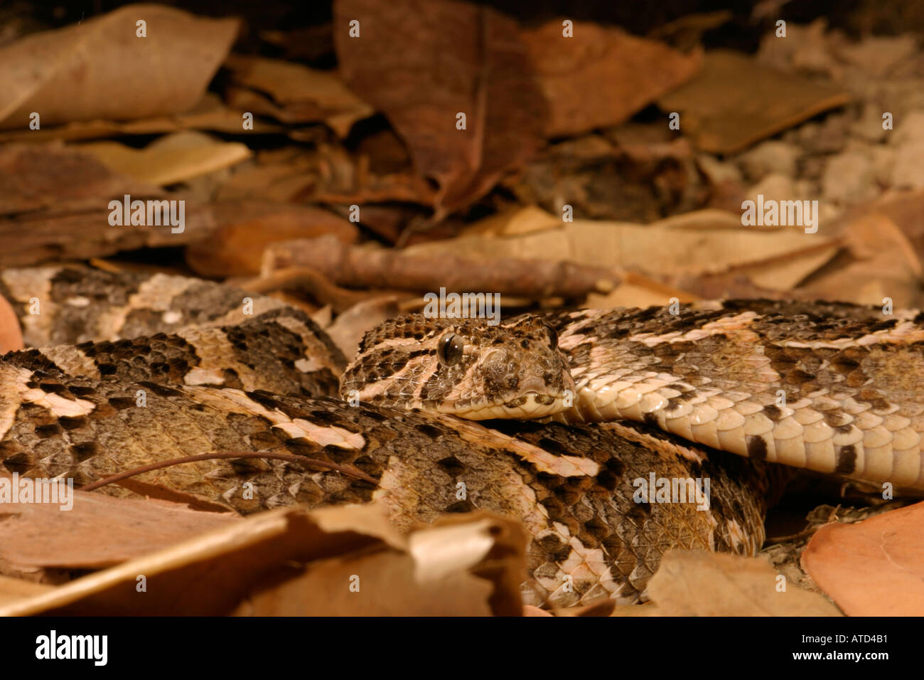 Blätterteig-Addierer Schlange Stockfoto