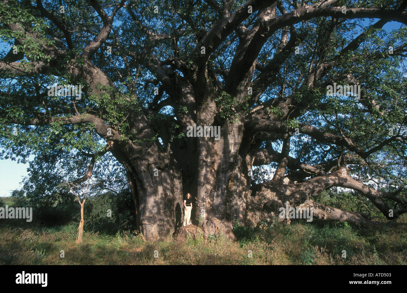 Der Baum mit dem weltweit breitesten Stamm ist ein Baobab in der Nähe der Ortschaft Sagole im nördlichen Provinz von Südafrika 44 9ft breit Stockfoto