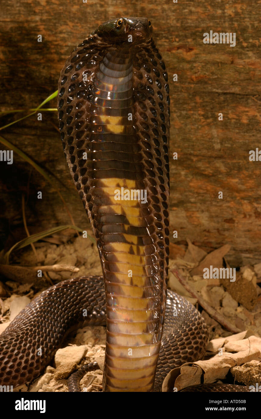 Schwarzen pakistanische Kobra Stockfoto