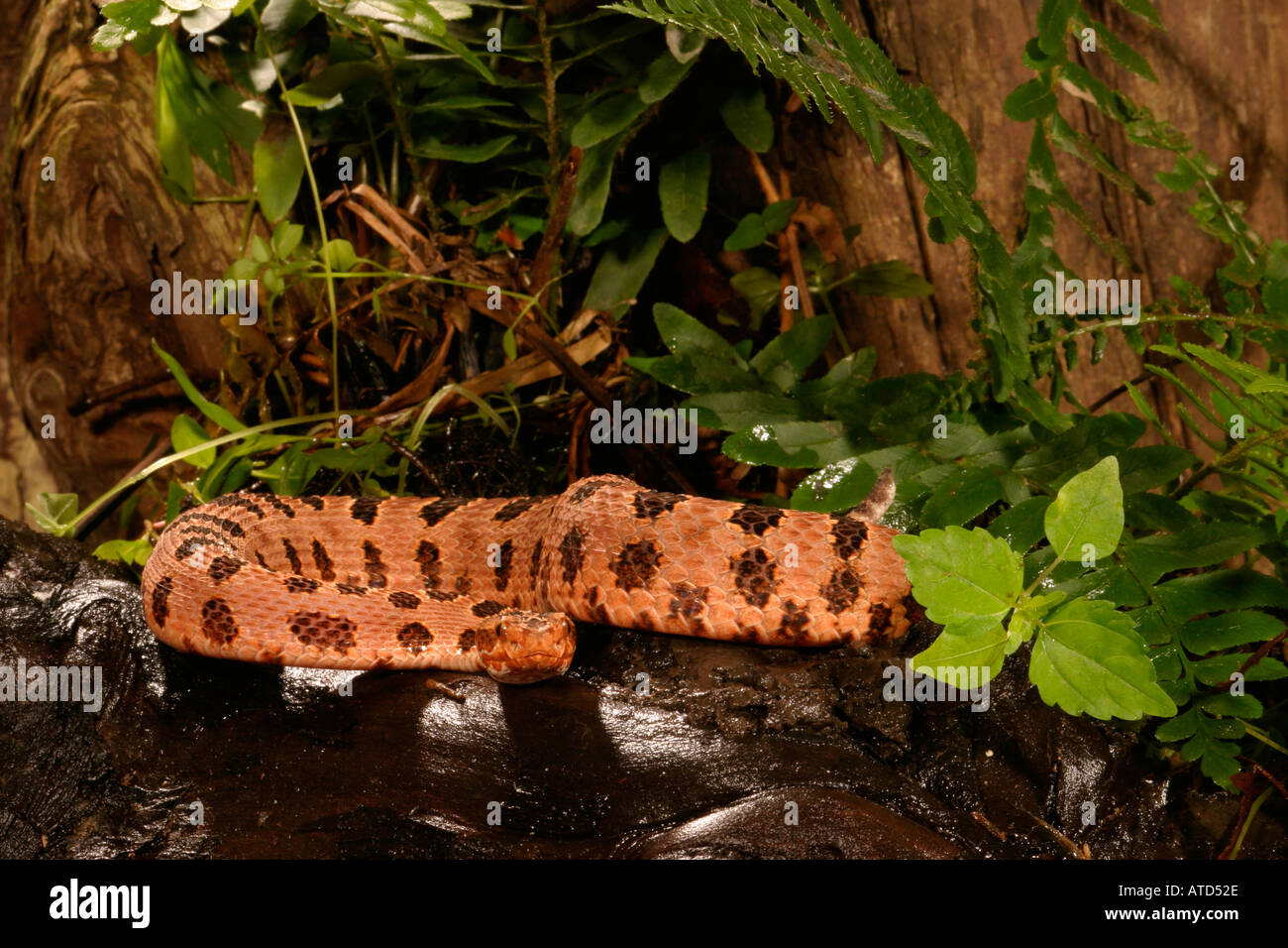 Red Pygmy Rattlesnake Stockfoto