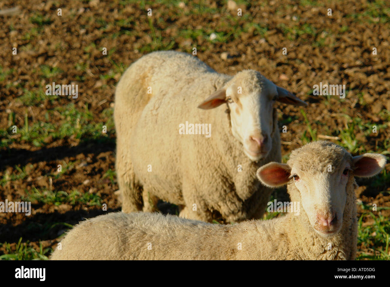 zwei Schafe, Blick in die Kamera Stockfoto