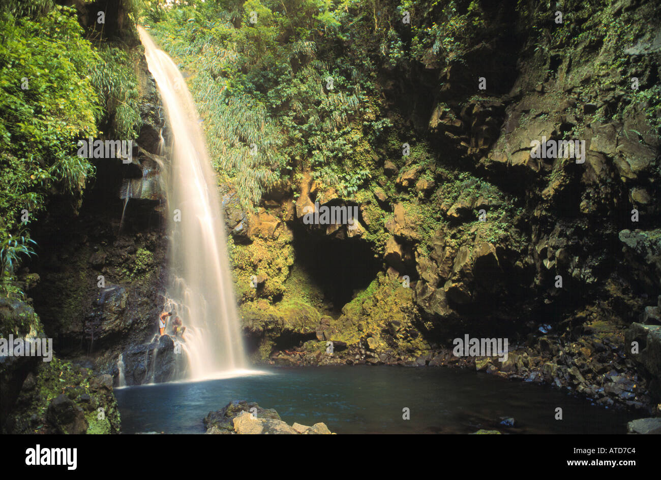Baline verliebt sich in den tropischen Wäldern von St. Vincent Stockfoto