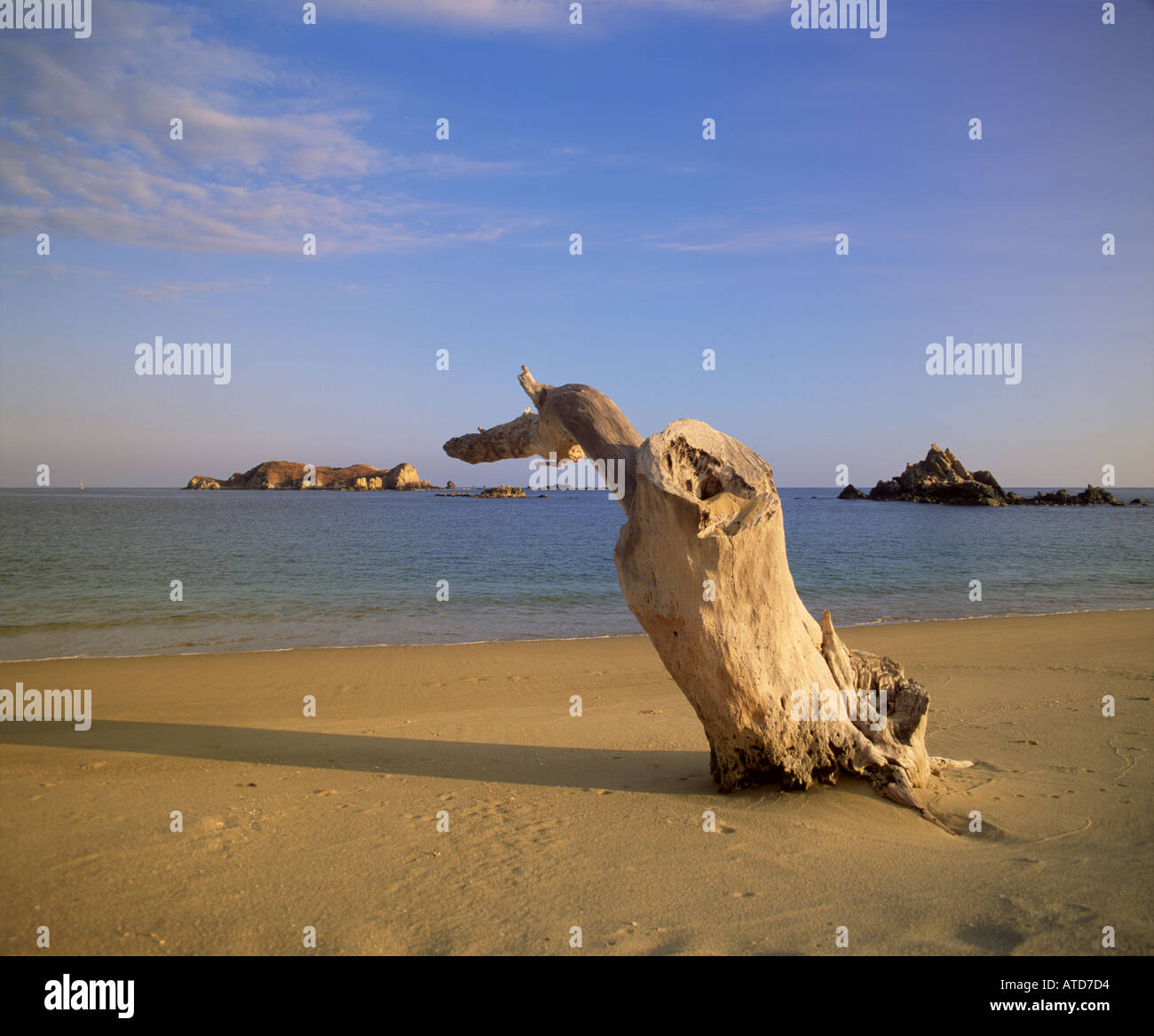 Ein verwitterte Baumstamm ist am Huatulco Beach Mexiko an den Strand gespült. Stockfoto