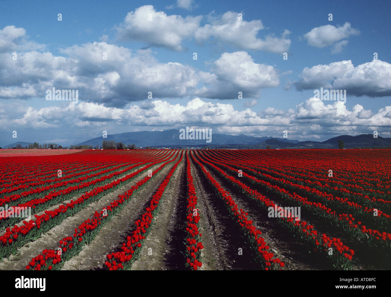 Brillante rote Tulpen gepflanzt in Reihen auf einer Glühbirne Bauernhof Blüte unter den Bergen von Washington State Stockfoto