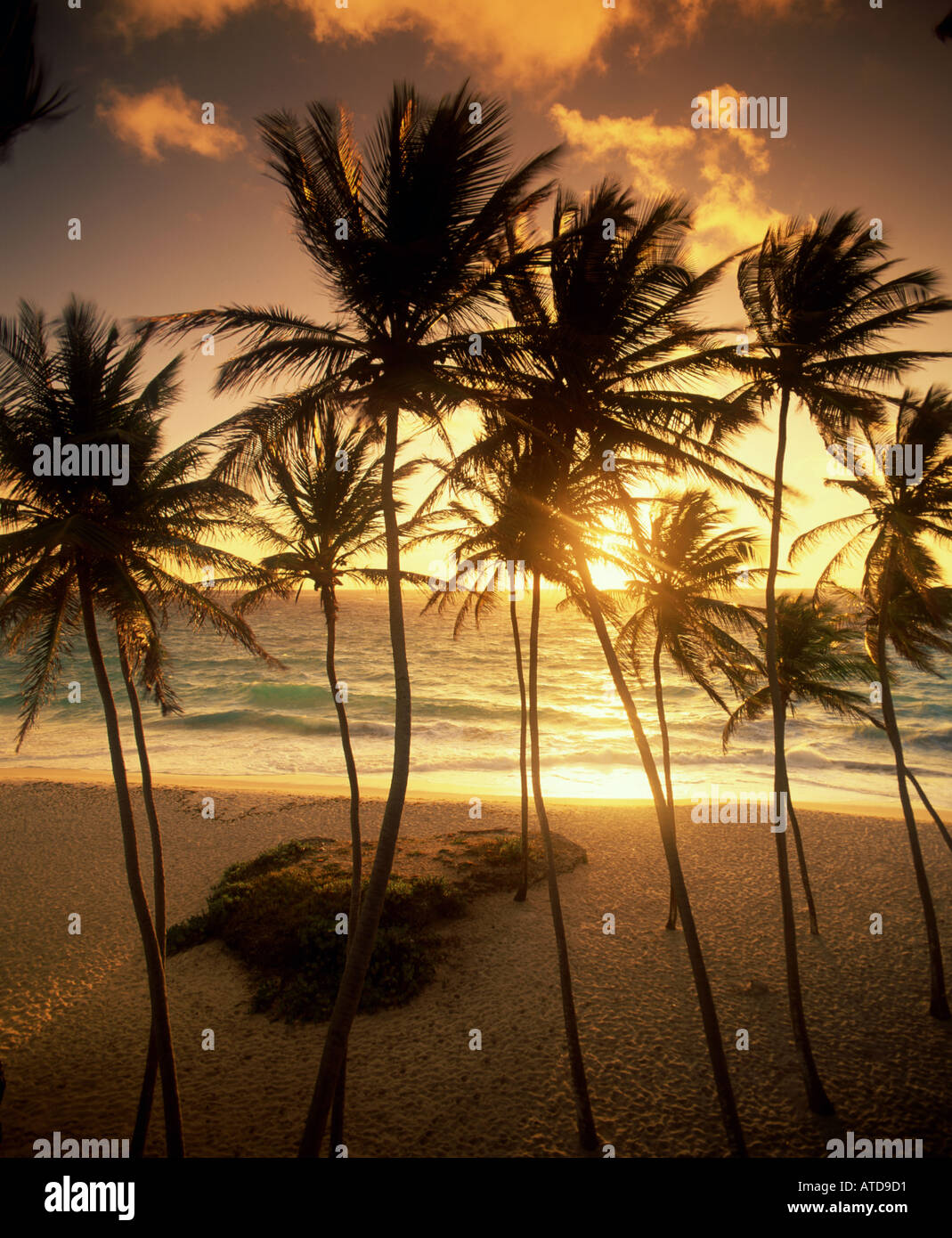 Ein Hain von Palmen ist gegen einen gelben und blauen Himmel bei Sonnenaufgang im unteren Bay auf der Karibikinsel Barbados Silhouette. Stockfoto