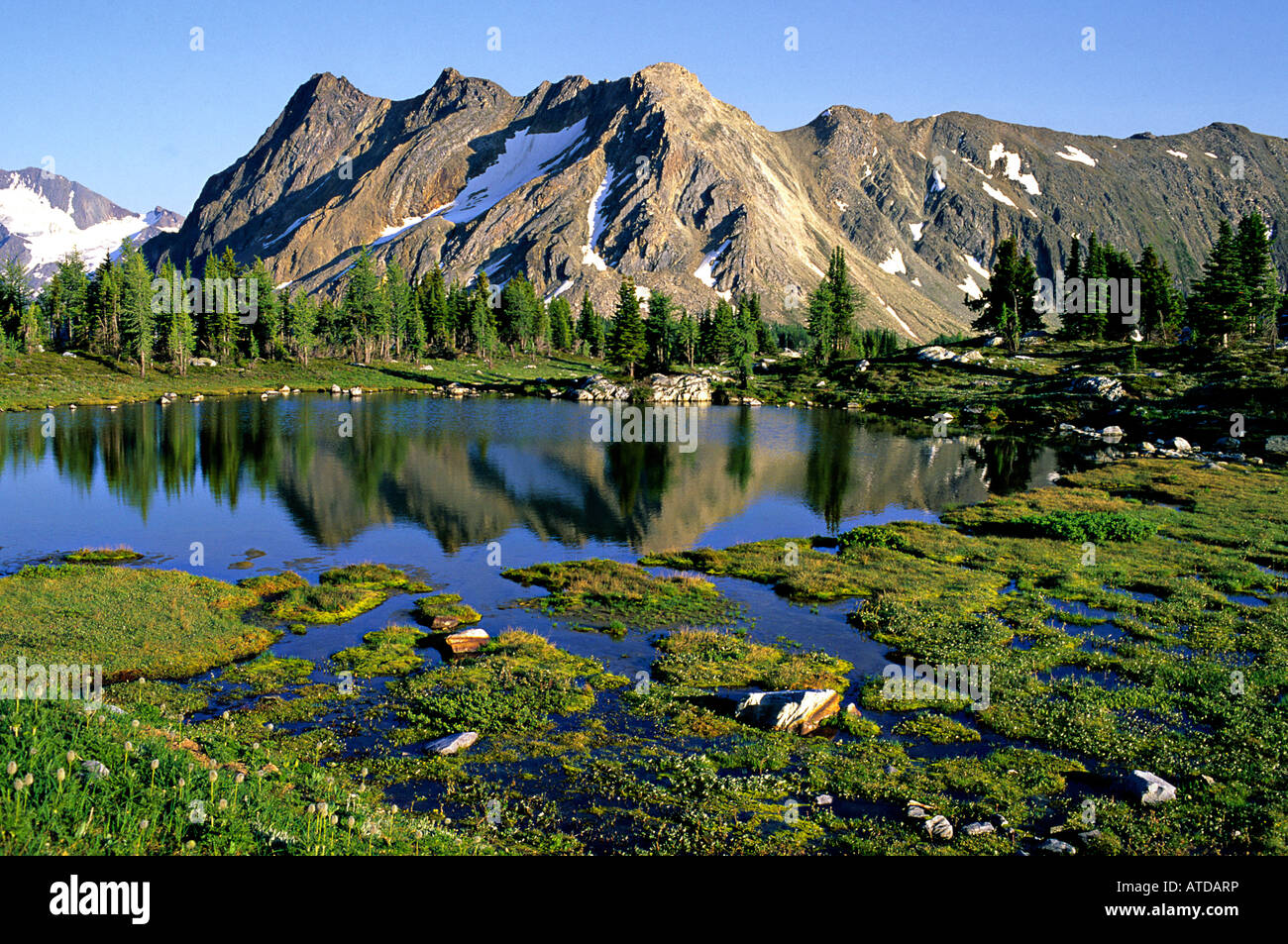 Tarn bei Jumbo Pass Purcell Mountains Kootenay Region British Columbia Kanada Stockfoto