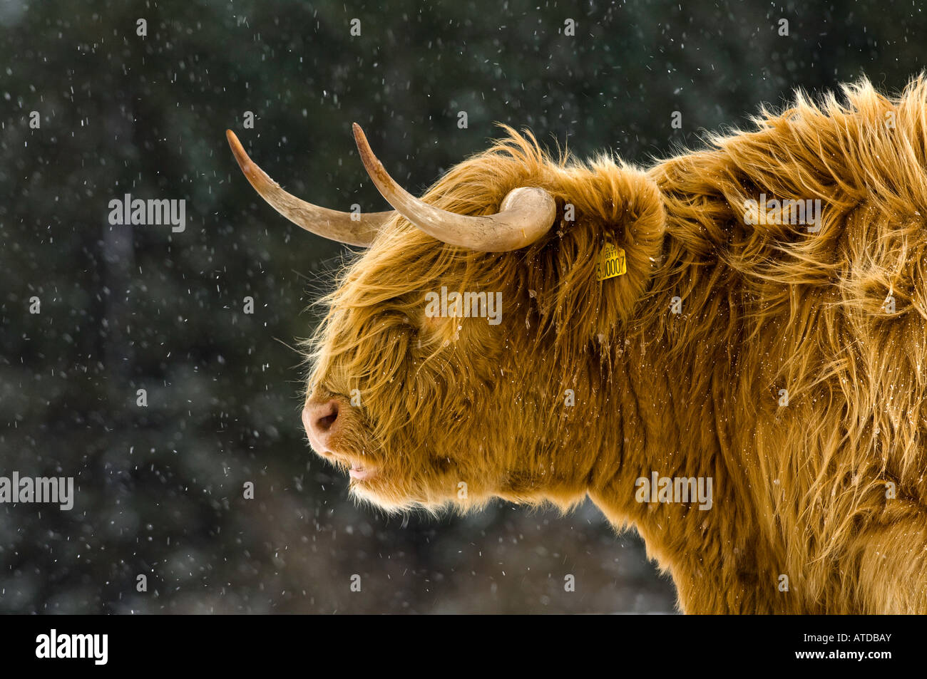 Leiter der Highland Kuh im Schneedusche Stockfoto