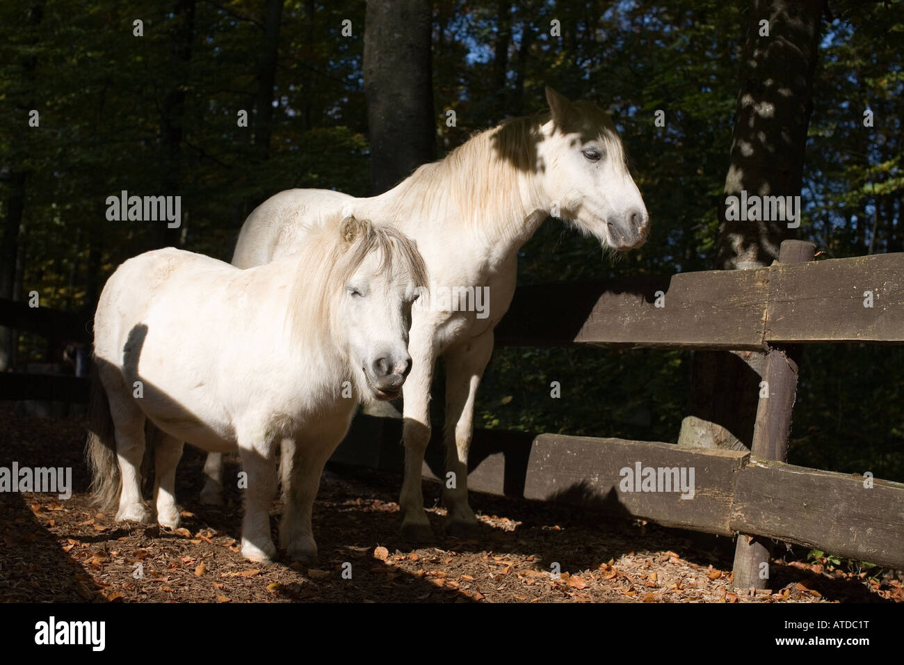 zwei weiße Ponys an einer Pflanze Stockfoto